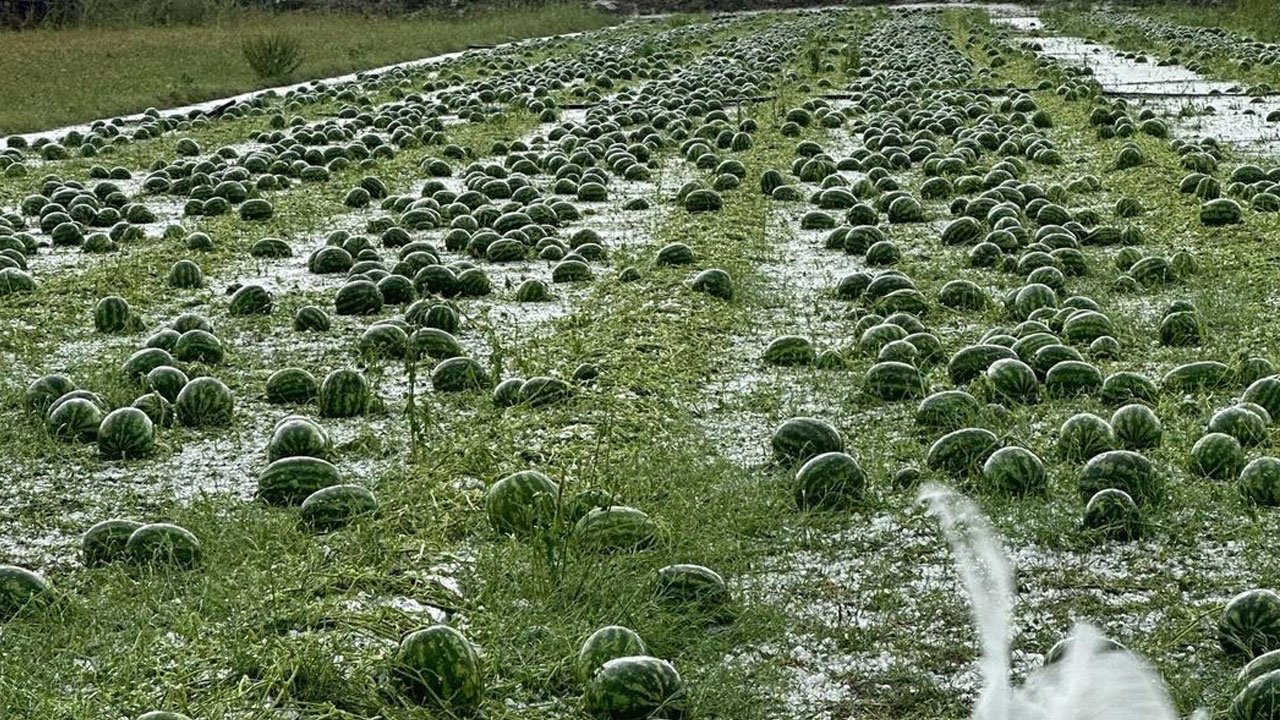 Foto - Tarım alanları zarar gördü! O ilimizde ceviz büyüklüğünde dolu yağdı