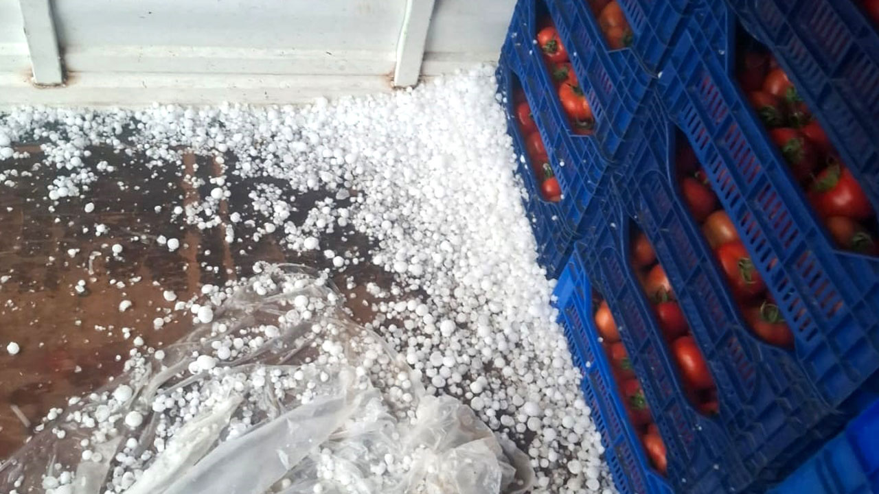Foto - Tarım alanları zarar gördü! O ilimizde ceviz büyüklüğünde dolu yağdı