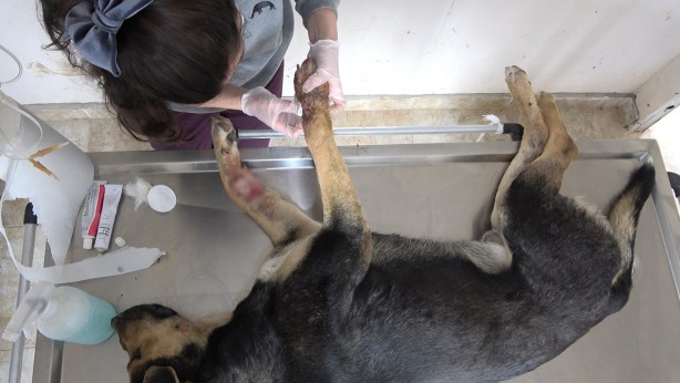Foto - Tarım aracına sıkışan köpek tedavi altına alındı
