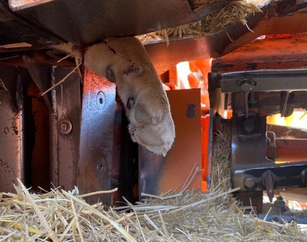 Foto - Tarım aracına sıkışan köpek tedavi altına alındı