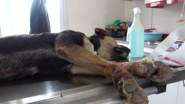 Foto - Tarım aracına sıkışan köpek tedavi altına alındı