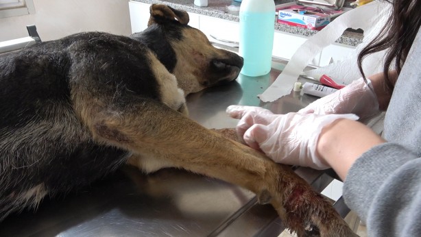 Foto - Tarım aracına sıkışan köpek tedavi altına alındı