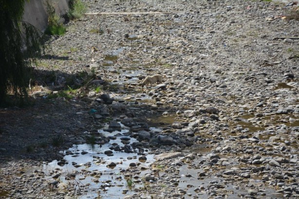 Foto - Tarım arazilerini sulayan dere kurudu! Çiftçilerden yardım çağrısı