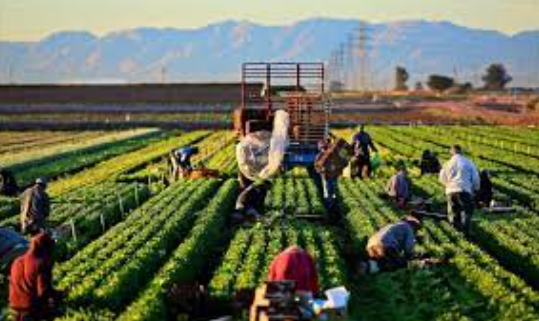 Tarım bitti mi dediniz? Gelin küresel pazarda kim söz sahibi bakalım