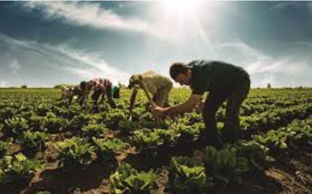 Foto - Tarım bitti mi dediniz? Gelin küresel pazarda kim söz sahibi bakalım