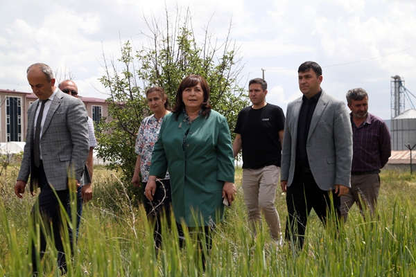 Foto - Tarım meslek liseleri tarafından üretim yapılan alanlarda hasat başladı