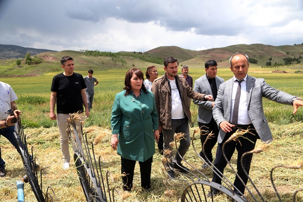 Foto - Tarım meslek liseleri tarafından üretim yapılan alanlarda hasat başladı