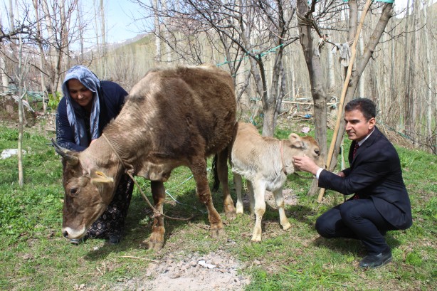 Foto - Tarım ve Orman Bakanı Bekir Pakdemirli, terör mağduru annenin inek talebini yerine getirdi
