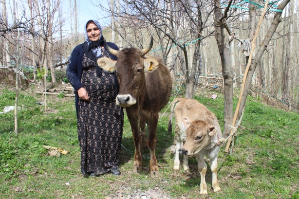 Foto - Tarım ve Orman Bakanı Bekir Pakdemirli, terör mağduru annenin inek talebini yerine getirdi