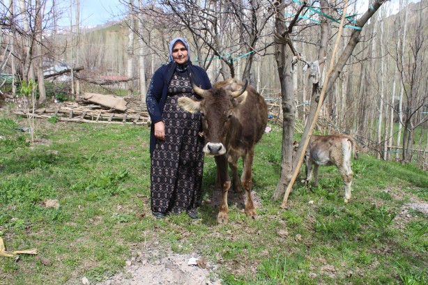 Foto - Tarım ve Orman Bakanı Bekir Pakdemirli, terör mağduru annenin inek talebini yerine getirdi