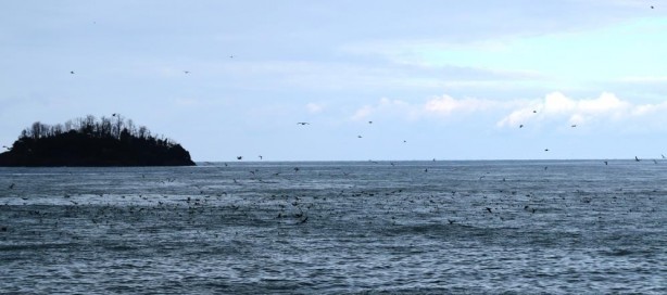 Foto - Tarım ve Orman Bakanlığı Kış Ortası Su Kuşu Sayımını 15 Ocak - 15 Şubat tarihlerinde yapacak