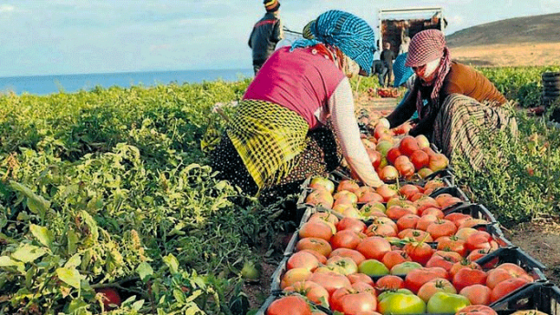 Tarım ve Orman Bakanlığı’ından çok önemli bir hamle! Krizi yok edecek 5 çözüm yolu