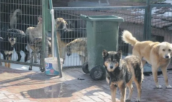Foto - Tarım ve Orman Bakanlığından başıboş köpek sorunu için yeni formül