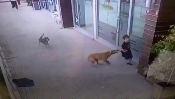 Foto - Tarım ve Orman Bakanlığından başıboş köpek sorunu için yeni formül