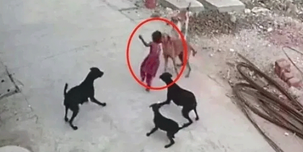 Tarım ve Orman Bakanlığından başıboş köpek sorunu için yeni formül