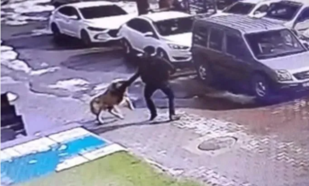 Foto - Tarım ve Orman Bakanlığından başıboş köpek sorunu için yeni formül