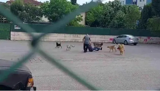 Foto - Tarım ve Orman Bakanlığından başıboş köpek sorunu için yeni formül