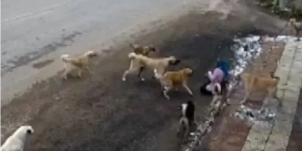 Foto - Tarım ve Orman Bakanlığından başıboş köpek sorunu için yeni formül