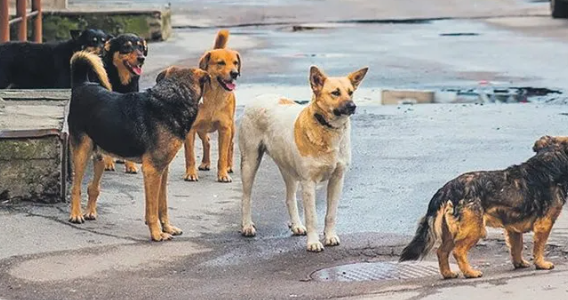 Foto - Tarım ve Orman Bakanlığından başıboş köpek sorunu için yeni formül