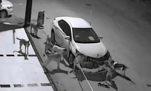 Foto - Tarım ve Orman Bakanlığından başıboş köpek sorunu için yeni formül