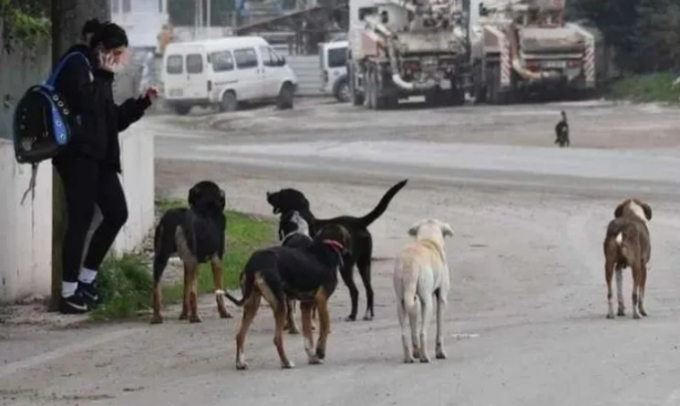 Foto - Tarım ve Orman Bakanlığından başıboş köpek sorunu için yeni formül