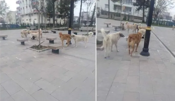 Foto - Tarım ve Orman Bakanlığından başıboş köpek sorunu için yeni formül