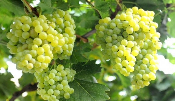 Foto - Tarım zehri yüksek gıdalar açıklandı! Liste şaşkına çevirdi