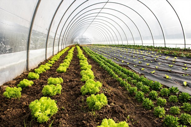 Tarım zehri yüksek gıdalar açıklandı! Liste şaşkına çevirdi