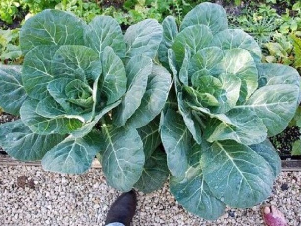 Foto - Tarım zehri yüksek gıdalar açıklandı! Liste şaşkına çevirdi