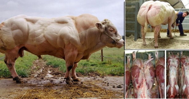 Foto - Tarımda tarihi karar: Zehir taciri Monsanto'ya (Bayer) Türkiye'den büyük şok! 