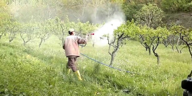 Foto - Tarımda tarihi karar: Zehir taciri Monsanto'ya (Bayer) Türkiye'den büyük şok! 