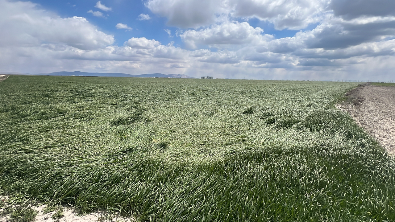Foto - Tarımda yeni dönem başladı! Kiralık tarla da bu tuzağa dikkat!