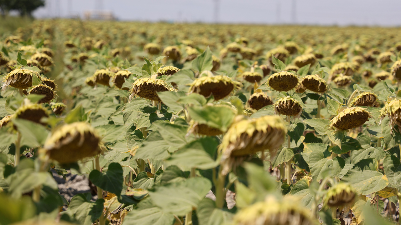 Foto - Tarımda yeni dönem başladı! Kiralık tarla da bu tuzağa dikkat!