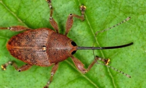 Foto - Tarımı bitirme potansiyeline sahip! Bir çifti tam 200 meyveyi talan ediyor