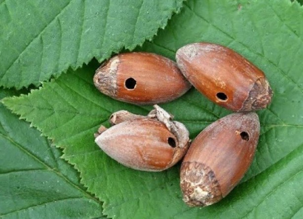 Foto - Tarımı bitirme potansiyeline sahip! Bir çifti tam 200 meyveyi talan ediyor