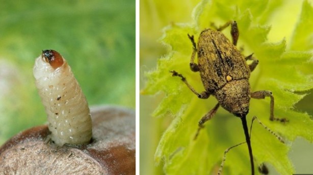 Foto - Tarımı bitirme potansiyeline sahip! Bir çifti tam 200 meyveyi talan ediyor