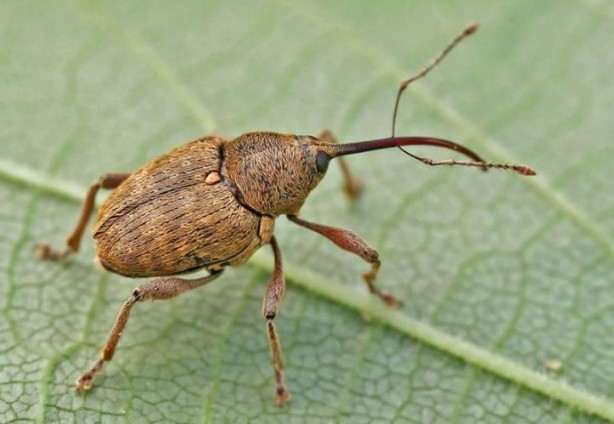 Tarımı bitirme potansiyeline sahip! Bir çifti tam 200 meyveyi talan ediyor