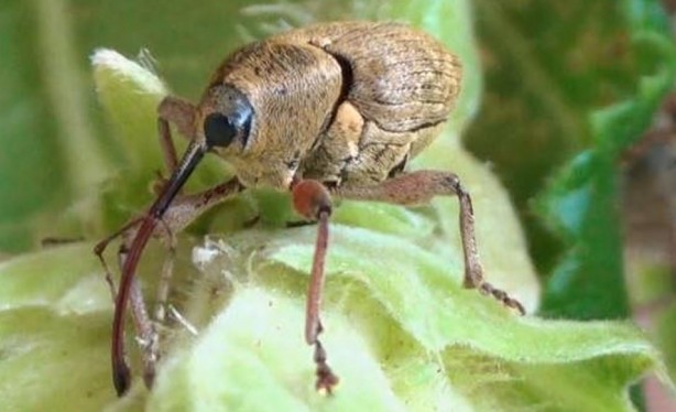 Foto - Tarımı bitirme potansiyeline sahip! Bir çifti tam 200 meyveyi talan ediyor