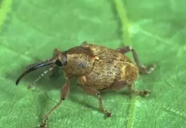 Foto - Tarımı bitirme potansiyeline sahip! Bir çifti tam 200 meyveyi talan ediyor