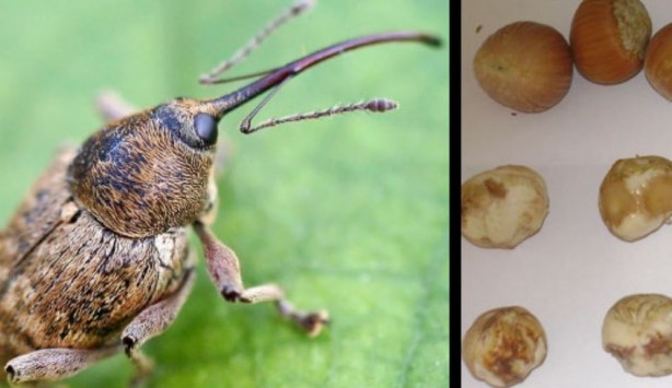 Foto - Tarımı bitirme potansiyeline sahip! Bir çifti tam 200 meyveyi talan ediyor