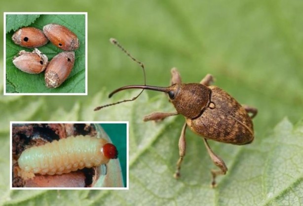 Foto - Tarımı bitirme potansiyeline sahip! Bir çifti tam 200 meyveyi talan ediyor