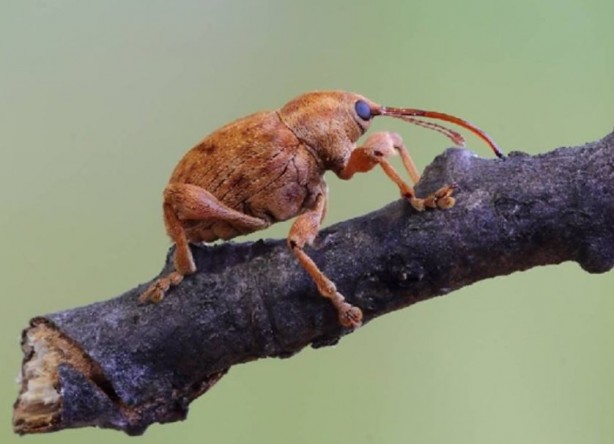 Foto - Tarımı bitirme potansiyeline sahip! Bir çifti tam 200 meyveyi talan ediyor