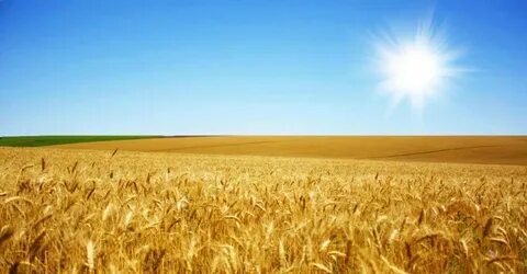 Foto - Tarla almadan önce bunları öğrenin! İşte yatırımcıların bilmesi gereken bilgiler...