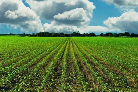 Tarla almadan önce bunları öğrenin! İşte yatırımcıların bilmesi gereken bilgiler...