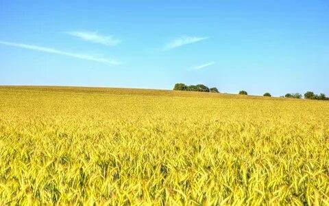 Foto - Tarla almadan önce bunları öğrenin! İşte yatırımcıların bilmesi gereken bilgiler...