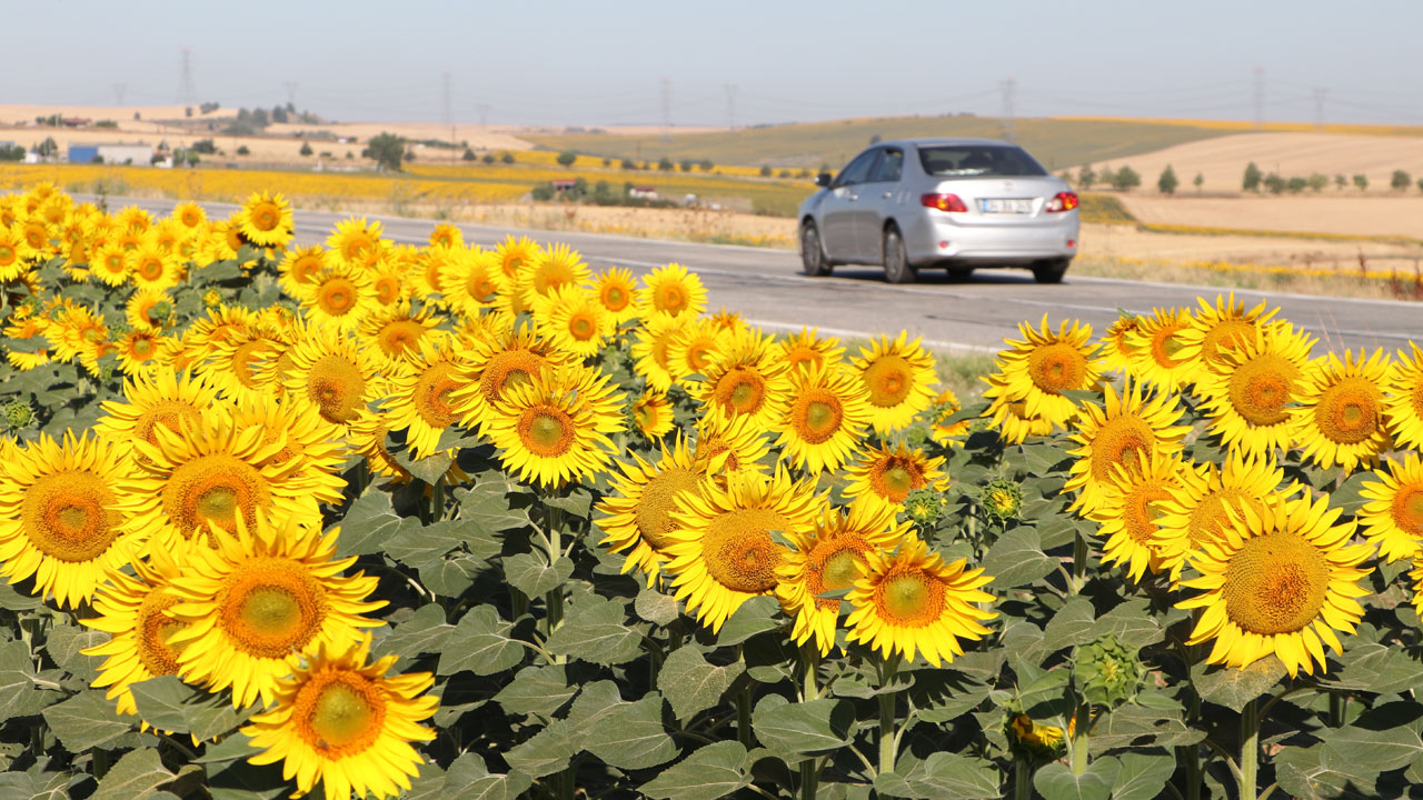 Foto - Tarla değil adeta düş bahçesi! Sarıya boyanan yolculuk