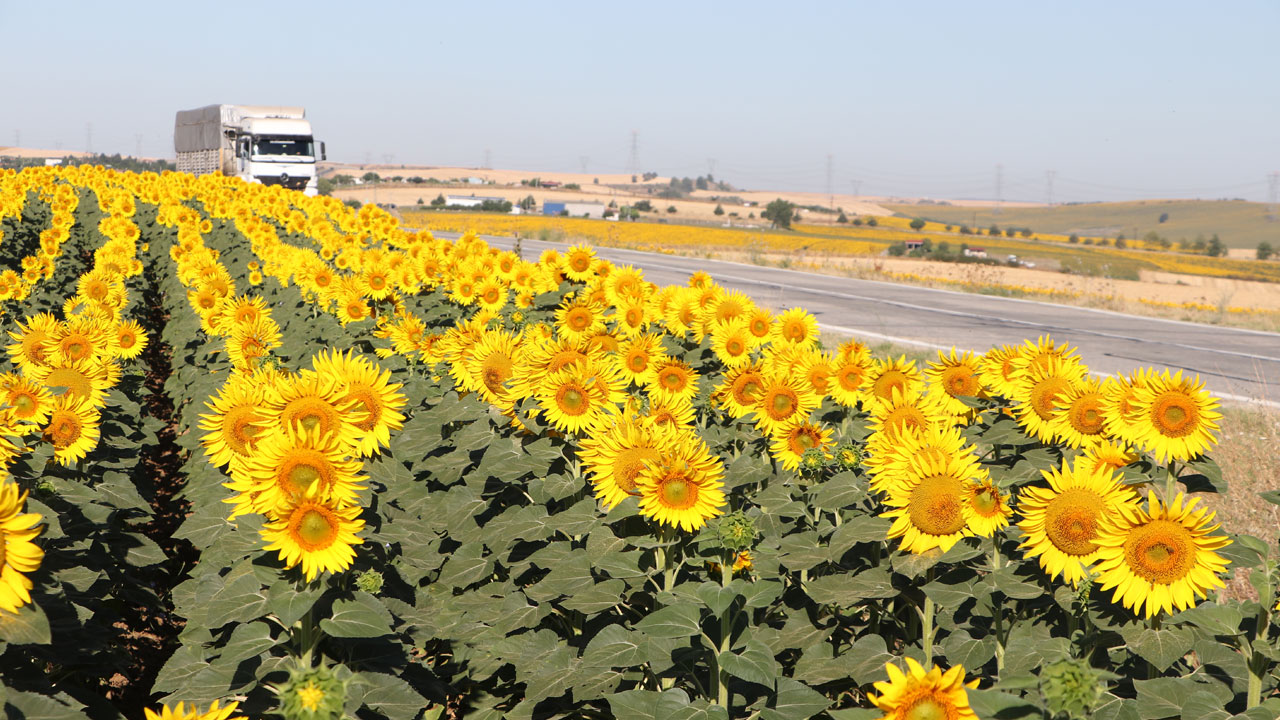 Tarla değil adeta düş bahçesi! Sarıya boyanan yolculuk