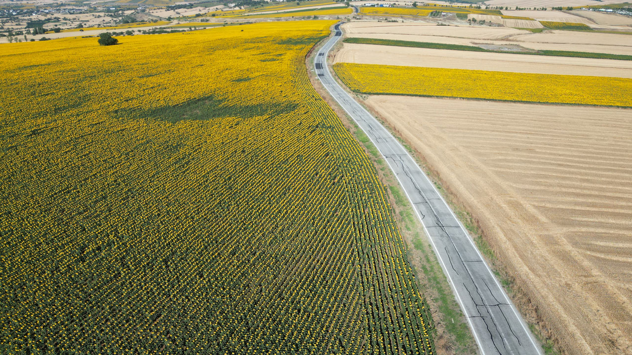 Foto - Tarla değil adeta düş bahçesi! Sarıya boyanan yolculuk