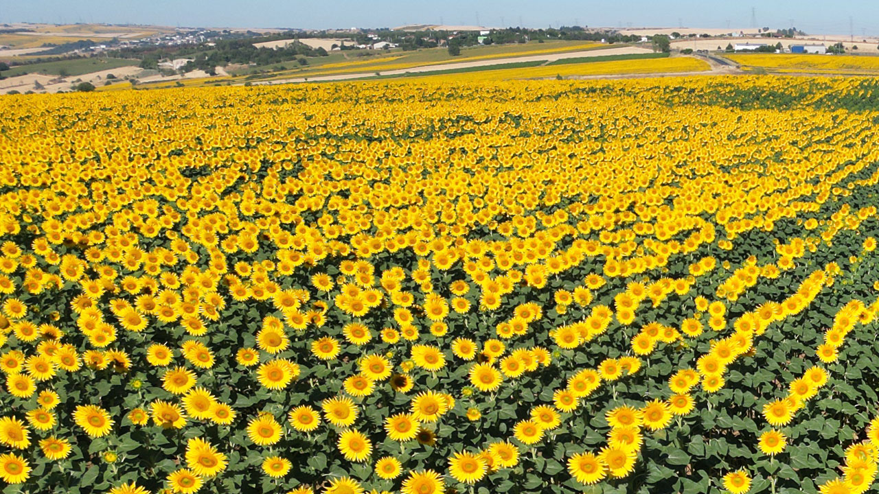 Foto - Tarla değil adeta düş bahçesi! Sarıya boyanan yolculuk
