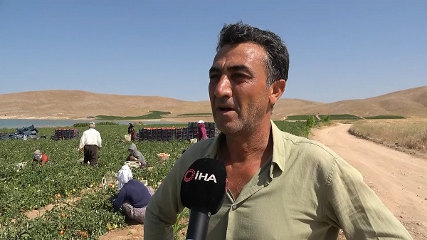 Foto - Tarla sahibi bile sonunda isyan etti: Gelin buraya 4 liradan alın